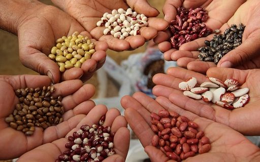 La semilla perdida: alimentos y agricultura en la cumbre de la OMC