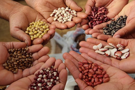 La semilla perdida: alimentos y agricultura en la cumbre de la OMC